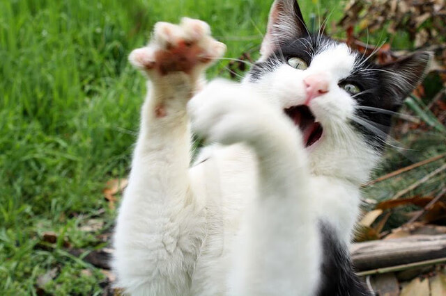 中国足球联赛球迷互动平台持续优化升级,中国足球队官网商城